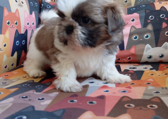 A Kalite Shih Tzu yavrular